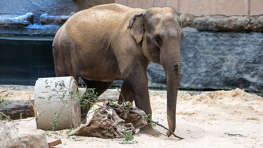 Nowa słonica zamieszkała w Orientarium ZOO Łódź