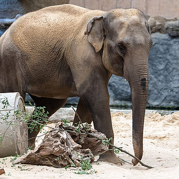 Nowa słonica zamieszkała w Orientarium ZOO Łódź