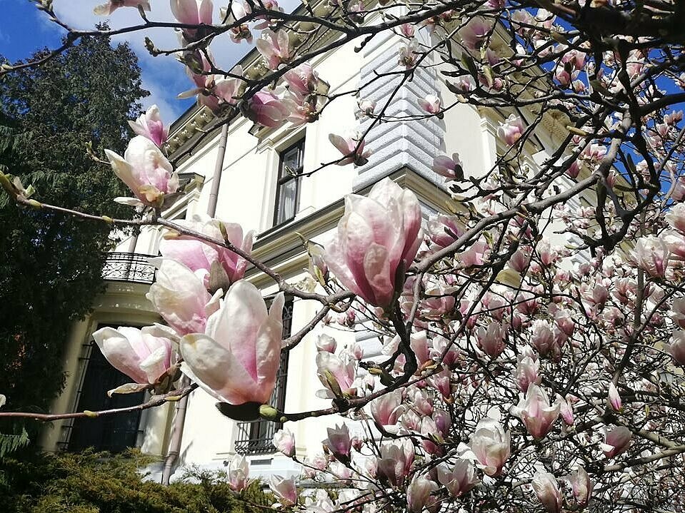 Pałacowy ogród, magnolie na tle pałacu 