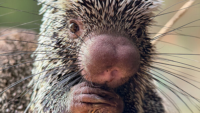  -  Zlot fanów Ziemniaka w Orientarium ZOO Łódź