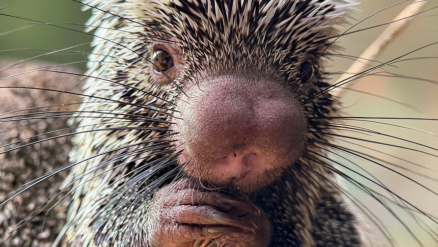Zlot fanów Ziemniaka w Orientarium ZOO Łódź