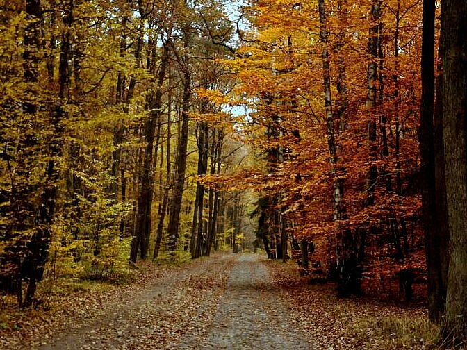 Autumn scene from Łagiewniki Forest , M. Król