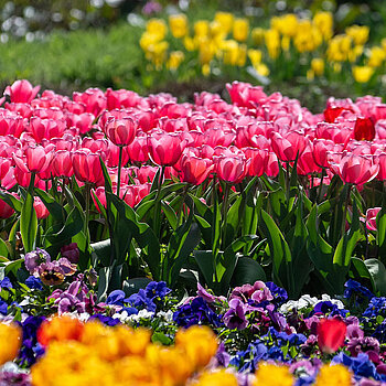 tulipany ogród botaniczny łódź