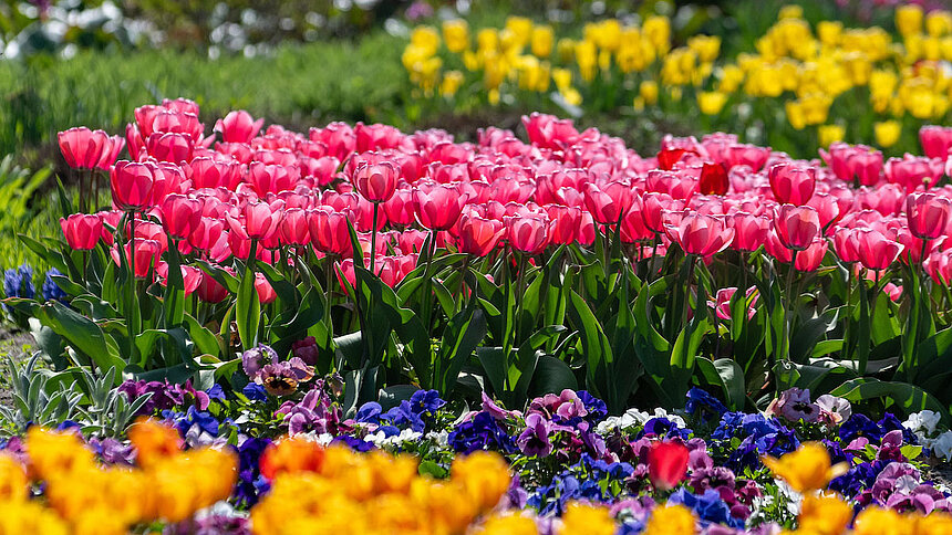 tulipany ogród botaniczny łódź