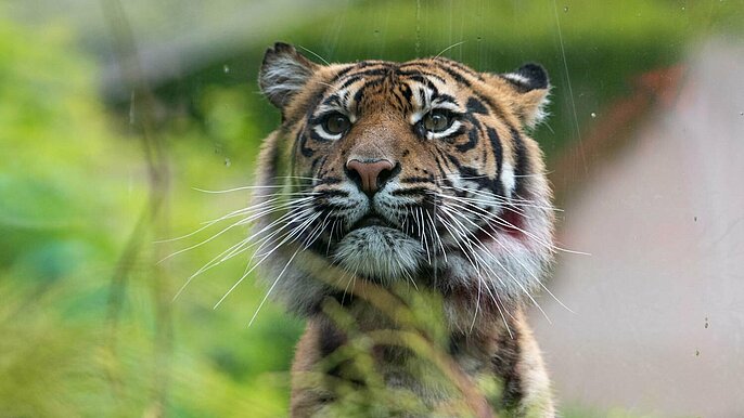  -  zoo lodz tygrys