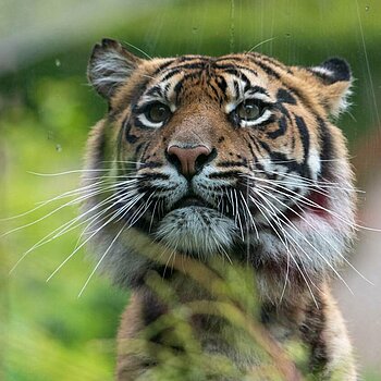 zoo lodz tygrys