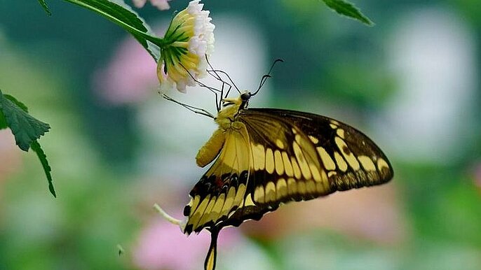 wystawa motyli tropikalnych  