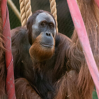 Orangutany wychodzą na lato