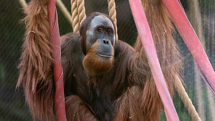  -  Orangutany wychodzą na lato