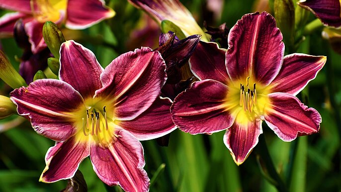 Liliowce w łódzkim Ogrodzie Botanicznym  