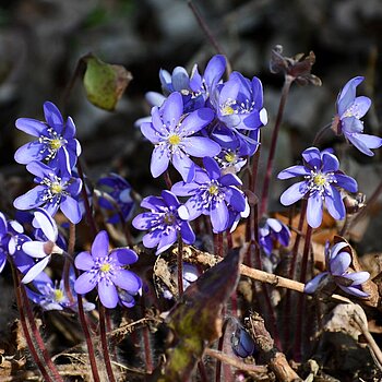 ogród botaniczny łódź