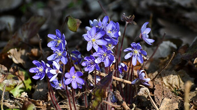  -  ogród botaniczny łódź