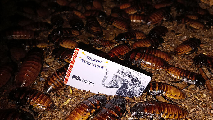  -  karta roczna do Orientarium ZOO Łódź