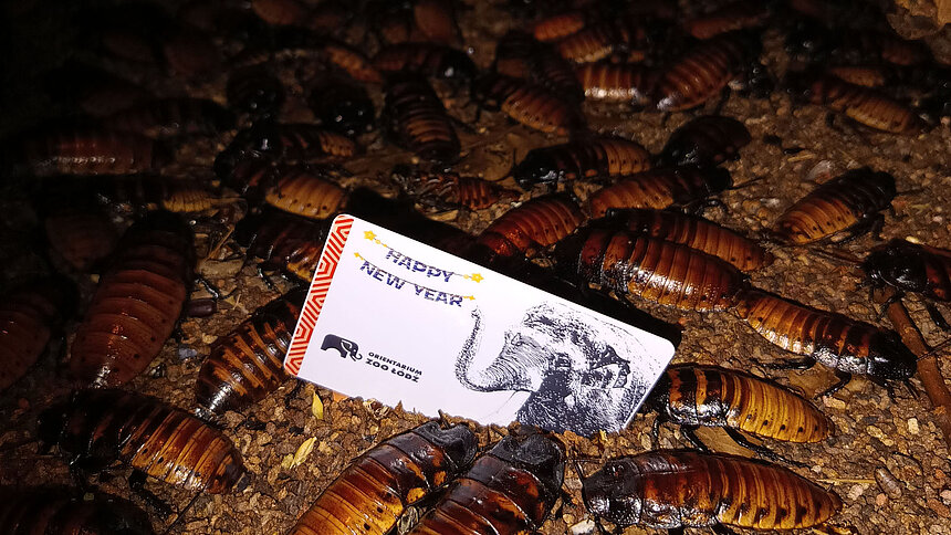 karta roczna do Orientarium ZOO Łódź