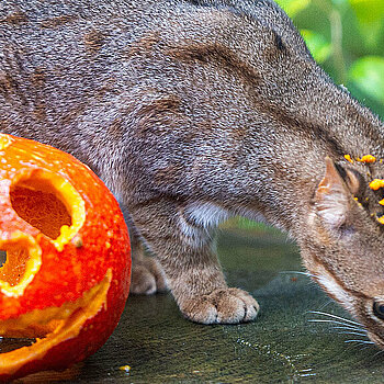 Halloweenowe nocowanie