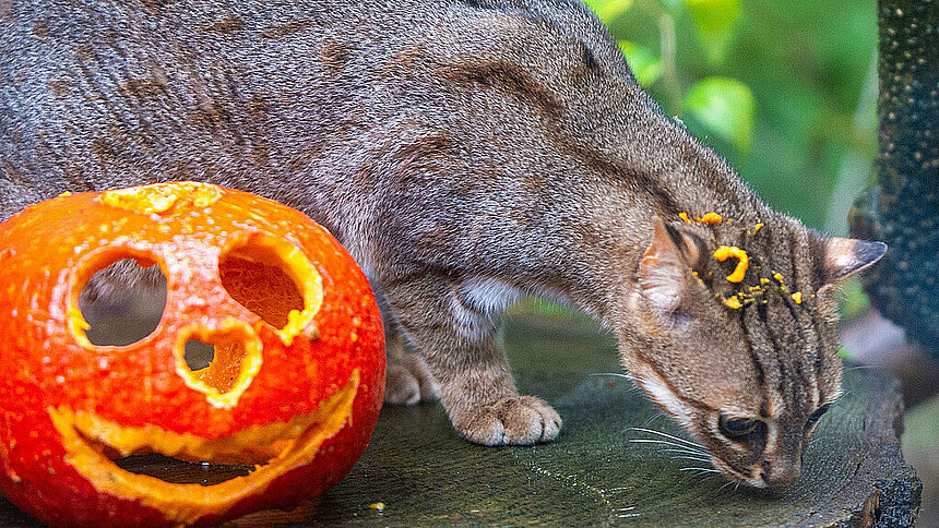 Halloweenowe nocowanie