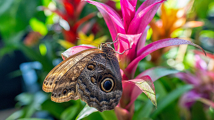  -  motylarnia łódź