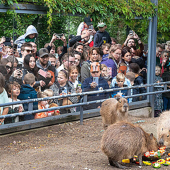 II Zlot Fanów Kapibary w Orientarium ZOO Łódź