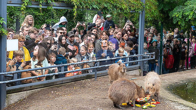  -  II Zlot Fanów Kapibary w Orientarium ZOO Łódź