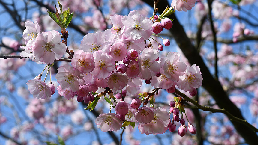 Kwiecień plecień w Ogrodzie