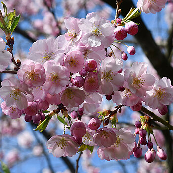 Kwiecień plecień w Ogrodzie