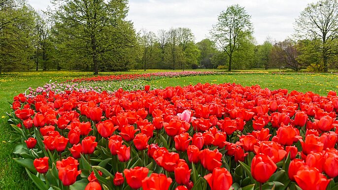 Tulipany w Ogrodzie Botanicznym  