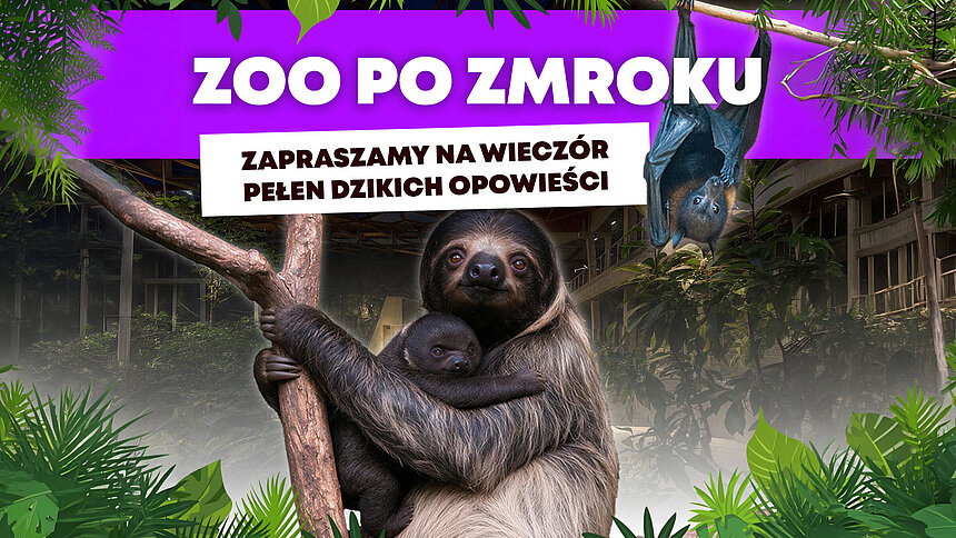 ZOO po zmroku w Łodzi