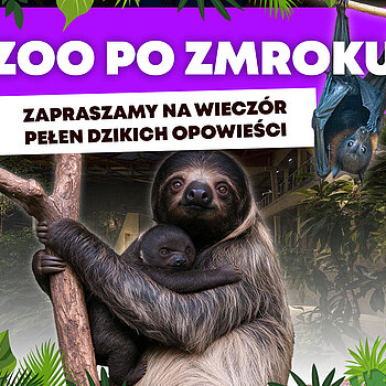 ZOO po zmroku w Łodzi