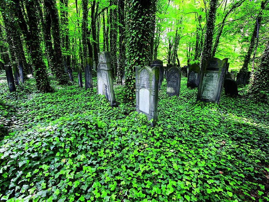 Jewish Cemetery , fot. z archiwum UMŁ