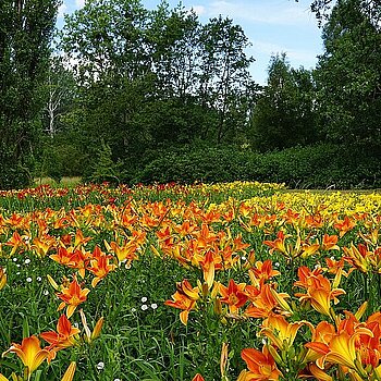 liliowce w Łodzi
