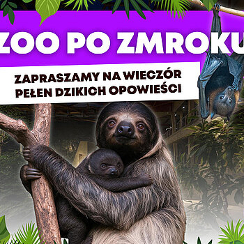 ZOO po zmroku w Łodzi