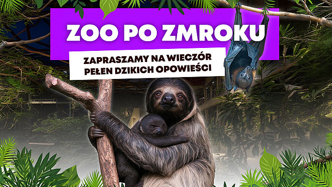  -  ZOO po zmroku w Łodzi
