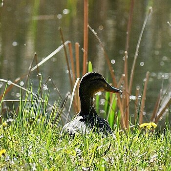 Ogród Botaniczny w Łodzi