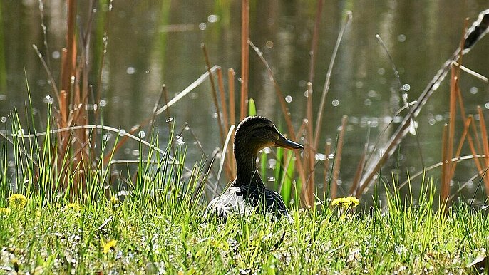  -  Ogród Botaniczny w Łodzi