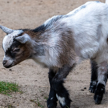 Nowi mieszkańcy mini zoo w Orientarium ZOO Łódź