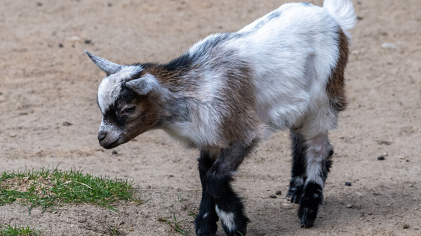 Nowi mieszkańcy mini zoo w Orientarium ZOO Łódź