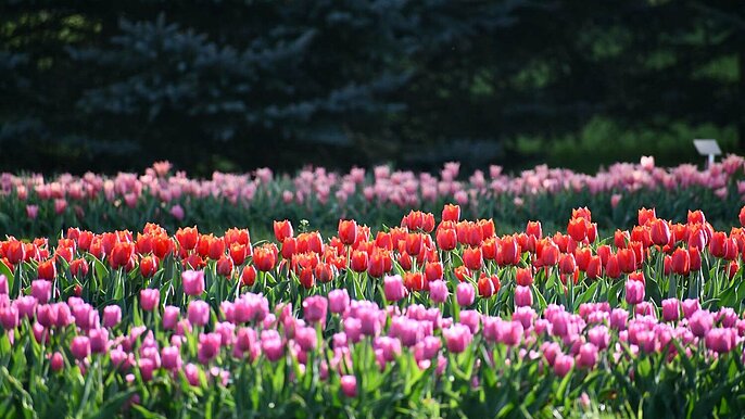  -  tulipany botanik lodz