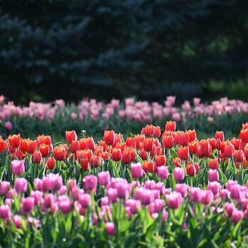 tulipany botanik lodz