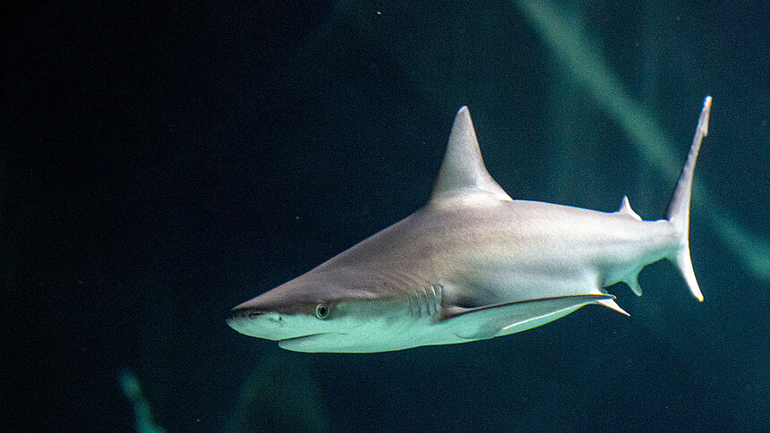 Dzień Kobiet i Dzień Mężczyzn w Orientarium ZOO Łódź