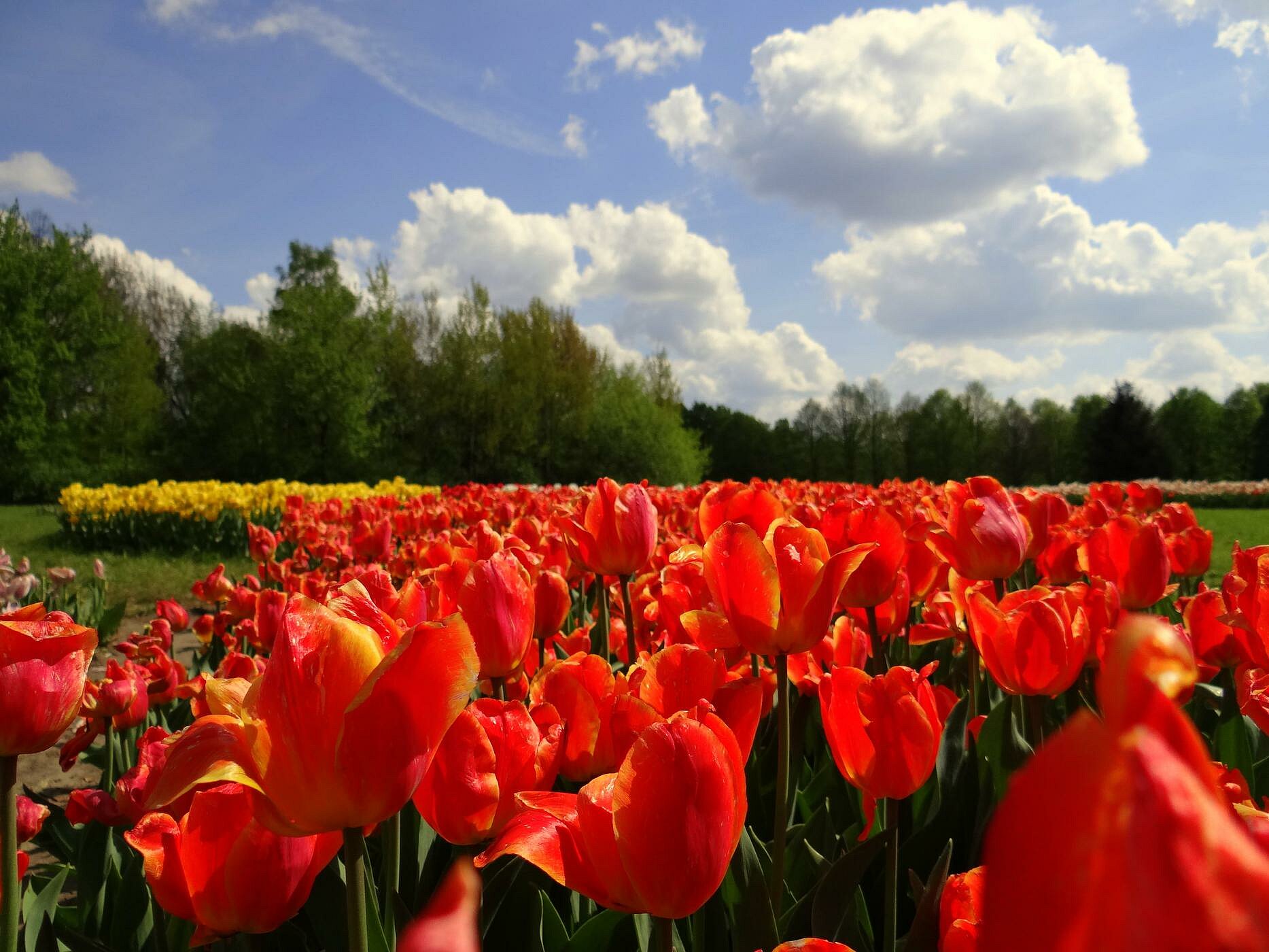 Tulipany w Ogrodzie Botanicznym , fot. P.Miłek / ŁOT