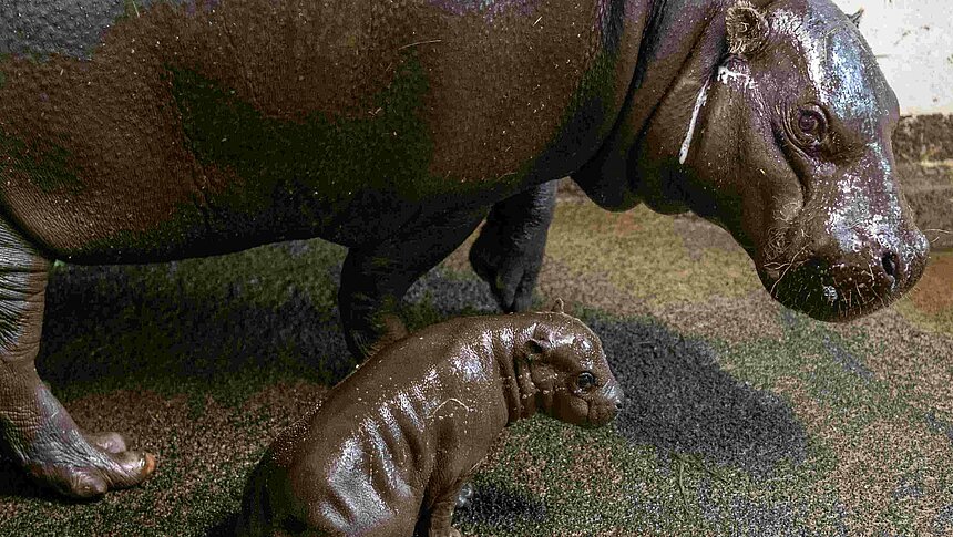 Hipopotam z mamą
