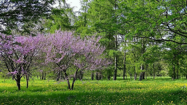 ogród botaniczny