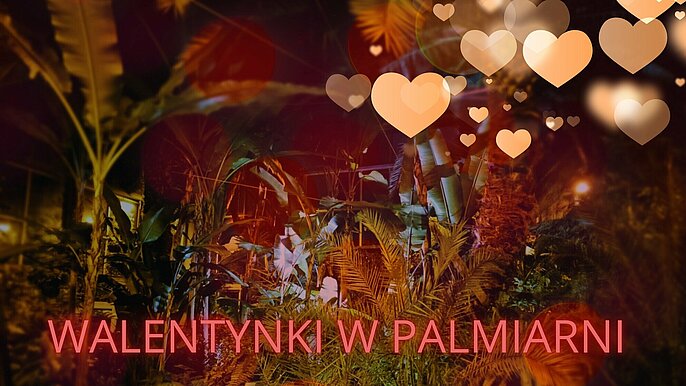  -  walentynki w palmiarni