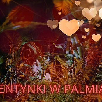 walentynki w palmiarni