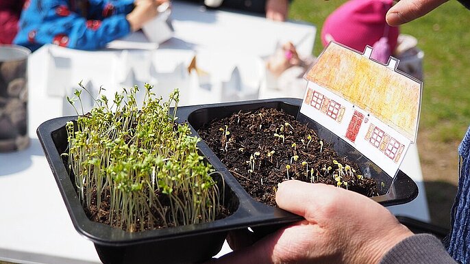  -  w ogrodzie warzywnym botanik łódź