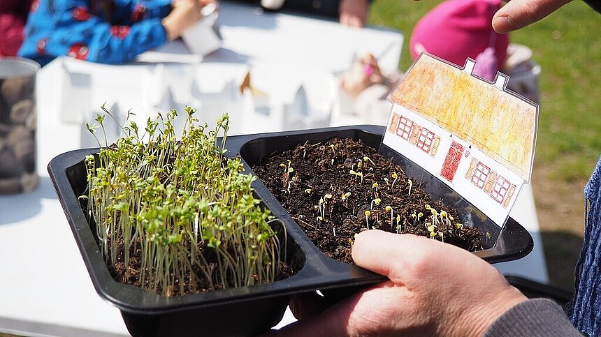 w ogrodzie warzywnym botanik łódź