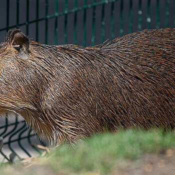 Kapibara w Orientarium