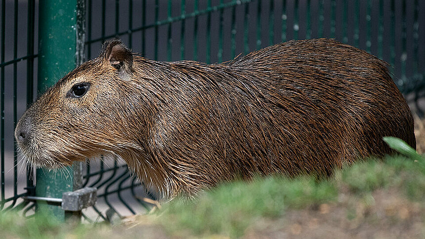 Kapibara w Orientarium