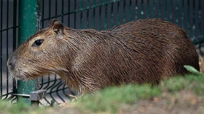  -  Kapibara w Orientarium