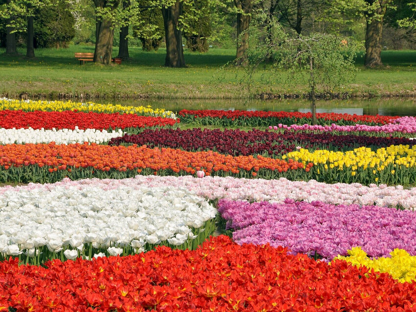 Des tulipes à le jardin botanique , fot. Ogród Botaniczny